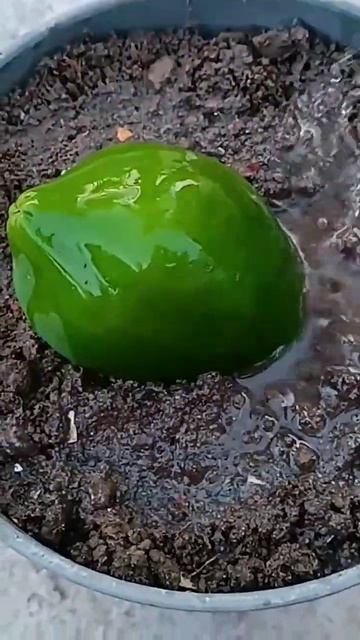 Grow papaya tree by unique way at pot | grow papaya #shorts смотреть онлайн