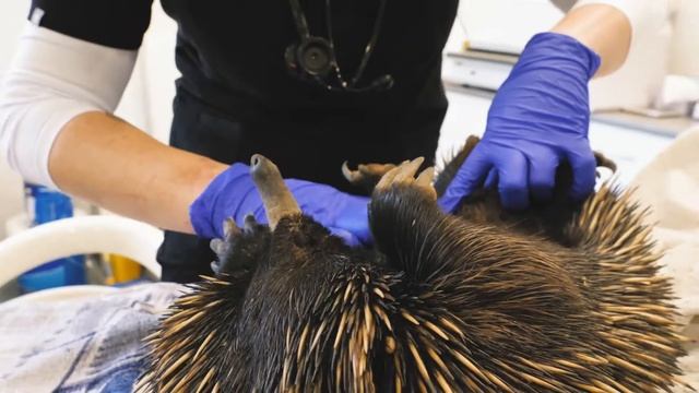 Southern Koala and Echidna Rescue - Call out for Echidna Rescue смотреть онлайн
