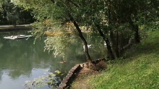 ДИКИЕ ЛЕБЕДИ в пруду смотреть онлайн