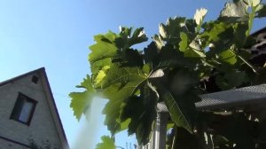 Почему удаляем листья винограда в августе?  И пара слов о поливах