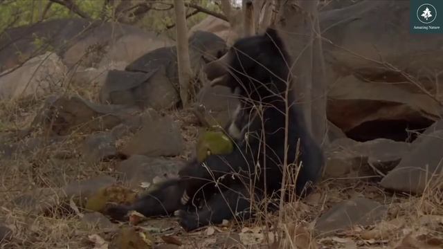 Sloth bear picking Jackfruit from the tree for meal 🐨 Amazing Nature video смотреть онлайн