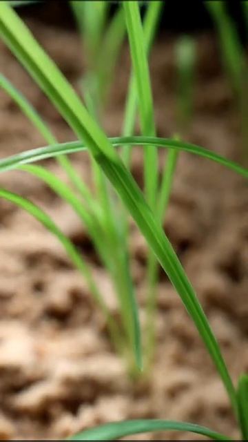 ЛИЛЕЙНИКИ ВЫРАЩЕННЫЕ ИЗ СВОИХ СЕМЯН🌺 смотреть онлайн