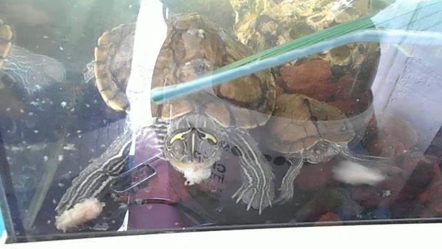 REPAS DES GRAPTEMYS смотреть онлайн