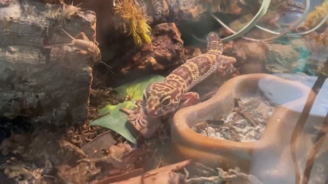 Leopard Geckos Feed on Live Crickets! смотреть онлайн