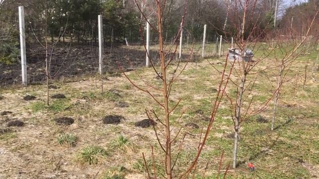 Обрізка персика за Коржем К. В. смотреть онлайн