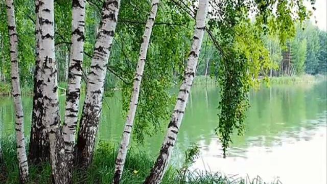 **ТРЕЛИ СОЛОВЬЯ. Такая маленькая пташка, похожа на воробушка, а как поёт!!!** смотреть онлайн