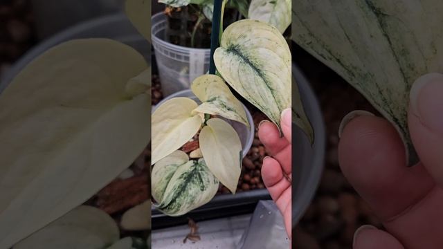 Mutated Scindapsus Mayari!