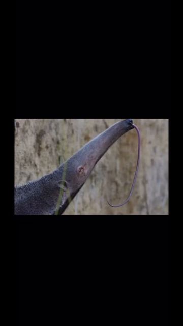 What Animals Tongues Look Like #shorts смотреть онлайн