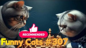 Смешные коты #307