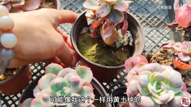 雨滴留财多肉为啥叶片瘤子消失？叶片很薄？分析下原因！