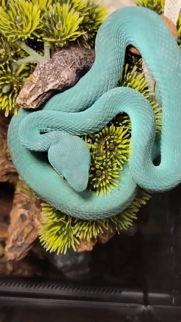 Blue Pit Viper! #zookeeper #reptiles #pitviper #herping #snek #venomoussnakes #amazingearth #komodo смотреть онлайн
