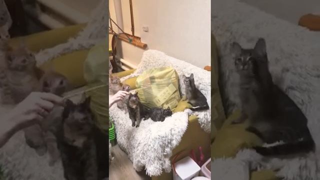 Котята смотреть онлайн