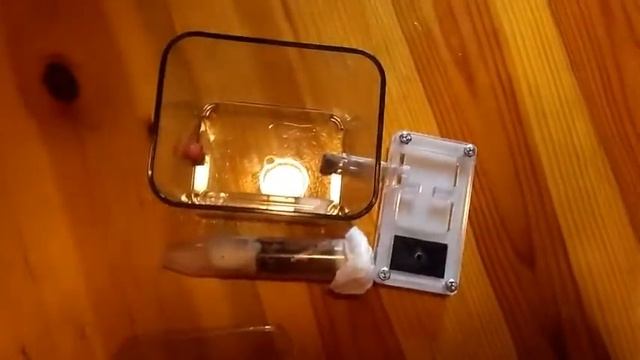 🔴1ra Parte - Mudanza NUEVAS HORMIGAS🐜 A NUEVO HORMIGUERO 🟢- Temnothorax