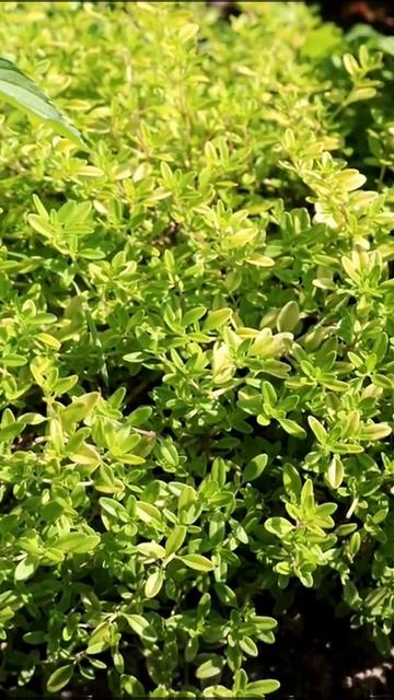 САМОЕ ЛУЧШЕЕ ВРЕМЯ ЗАГОТАВЛИВАТЬ ЛЕКАРСТВЕННЫЕ ТРАВЫ 🌿 смотреть онлайн