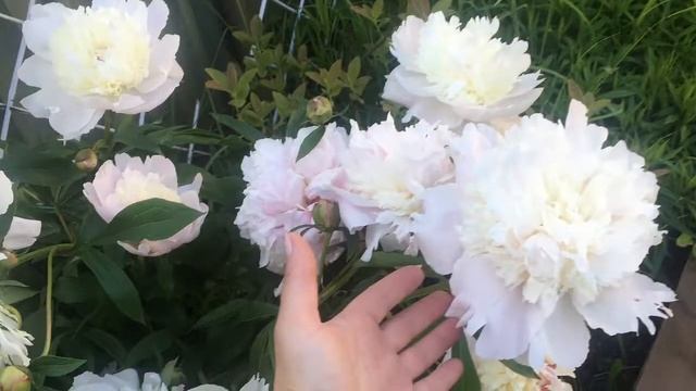 Мой любимый сад!