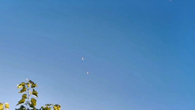 #PIGEONS. Красивая игра двух молодых голубок смотреть онлайн