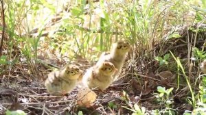 Гнездо глухаря  Капалуха с птенцами!