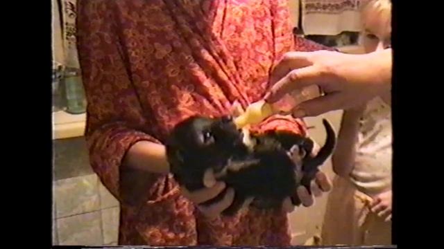 1994 архив  семейный . поздравлялки . турбаза и прочие прелести