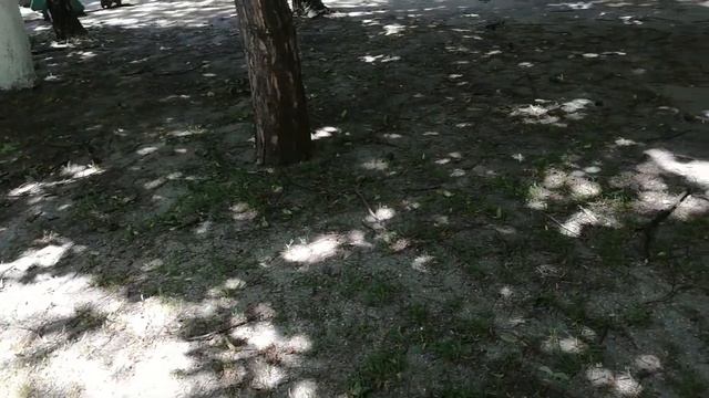 Последствия сильного ветра в Краснодаре. Переезд на пмж в Краснодар. смотреть онлайн