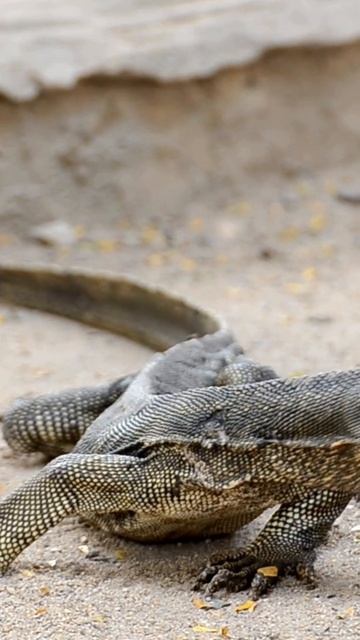 Biawak - Monitor lizards #Shorts #Biawak #Monitorlizards смотреть онлайн