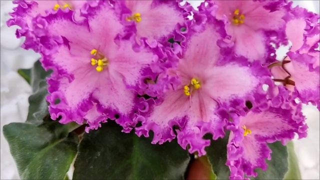 Фиалка Nik-Любовный Напиток