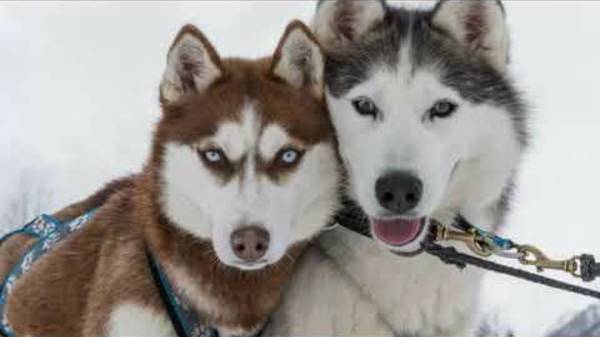 Оленья ферма и Хаски парк в Сочи, курорт Газпром Незабываемое очарование смотреть онлайн