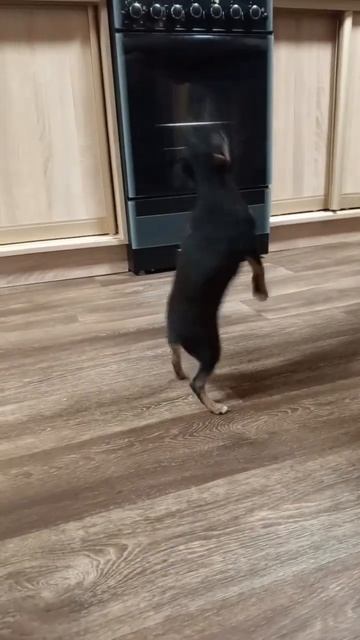 сэмик встает на задние лапы❤️ смотреть онлайн