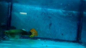 селекция гуппи часть 21 -гигантизм гуппи