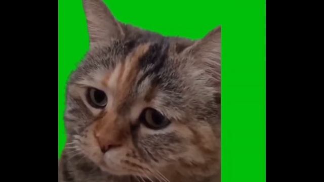 мемные коты на зелёном фоне #mem