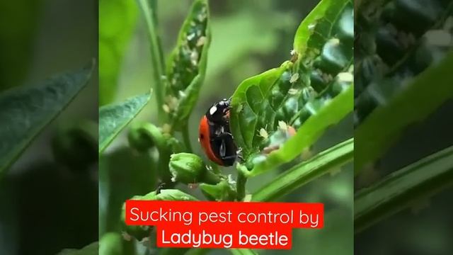#ladybirdbeetles #control #suckingpest #kheti #farminglife #shorts #YouTube #agriculture #agriaddaa смотреть онлайн