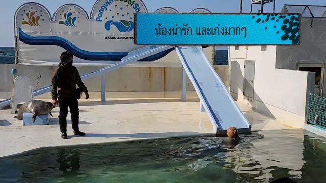 Otaru Aquarium @Hokkaido l พิพิธภัณฑ์สัตว์น้ำ โอตารุ ฮอกไกโด ดีงาม พระราม ๘ смотреть онлайн