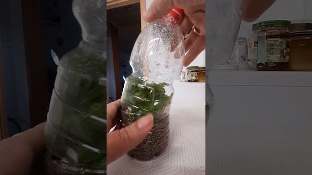 укоренение черенков