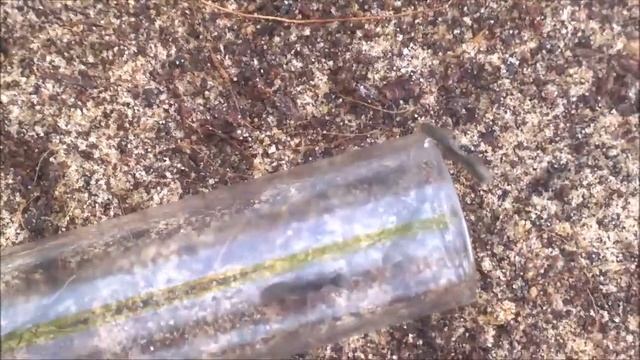 Diacamma rugosum ziehen ein смотреть онлайн