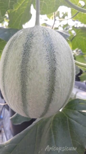 Seperti Ini Buah Melon Muda Yang Bertumbuh Diusia Yang Ke 46 Hari