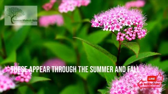 PINK SPIREA - TN NURSERY смотреть онлайн