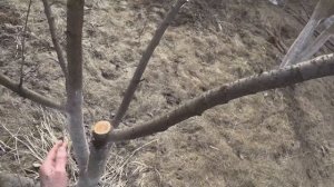 Обрезка вишни весной: 2 спила 1 срез