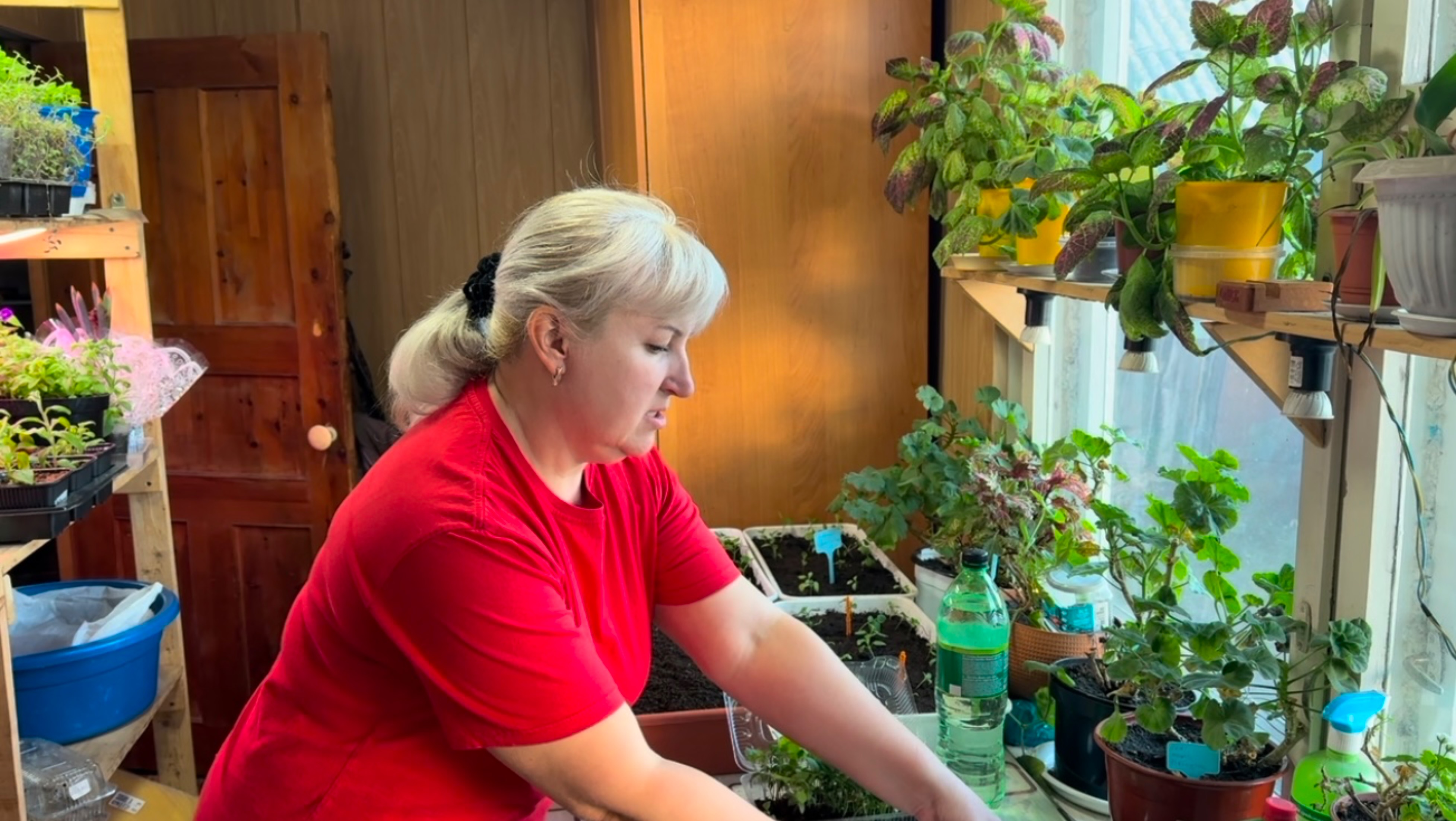 Занимаюсь Рассадой 🌱ПОДАРОК СЫНУ🎁 Спросили про РЕЦЕПТ МАРИНОВАННЫХ ГРИБОВ. смотреть онлайн