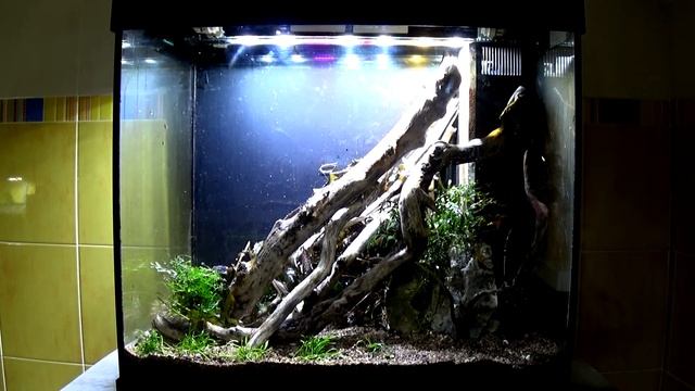 Aquascaping "WILD CUBE" | 120 lt Tutorial смотреть онлайн