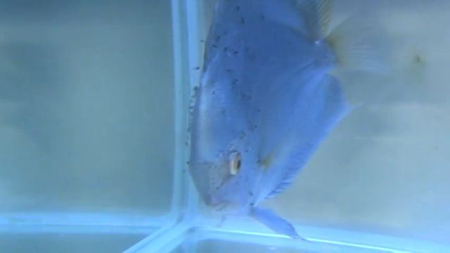 Discus Blue Diamond with Fry смотреть онлайн