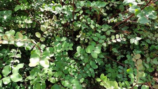 Old Carob Tree (Ceratonia siliqua) in S France