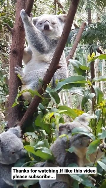 Koalas 🐨 on the Eucalyptus tree🌴 #shorts. смотреть онлайн