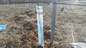 Как защитить сад от зайцев? Самая надежная защита сада от грызунов
