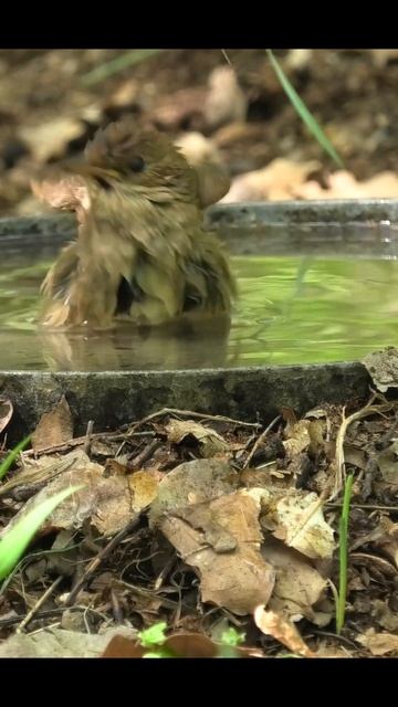 Соловей купается #birds #shorts смотреть онлайн