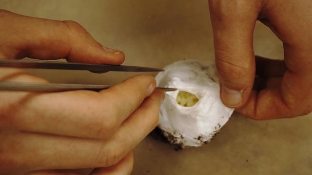 What's Inside? TARANTULA EGG SAC. Expert Egg Retrieval! смотреть онлайн