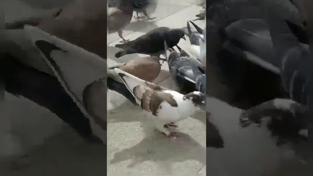 Судак, море, красота смотреть онлайн
