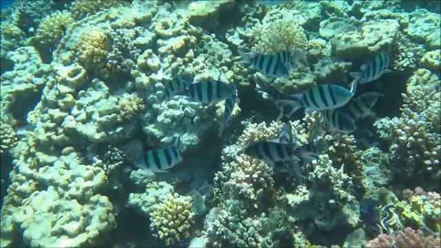 Egypt, Marsa Allam, Port Ghalib 21 смотреть онлайн