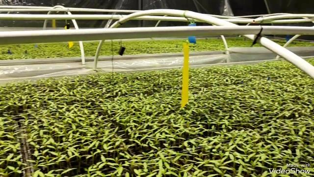 Răsadul de roșii aproape de repicare смотреть онлайн