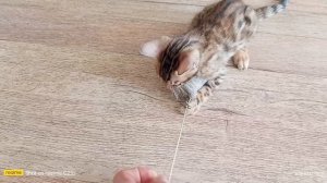 бенгальские котята