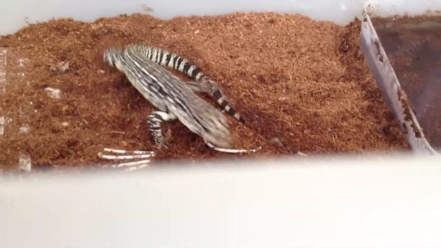 Baby Tegu Eats Black Field Cricket смотреть онлайн