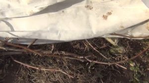 Открываю виноград в марте. Для чего?